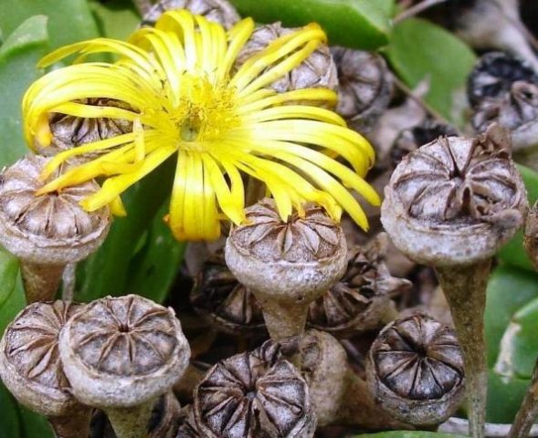 Glottiphyllum nelii