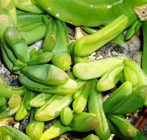 Glottiphyllum nelii leaves