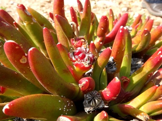 Glottiphyllum regium leaves