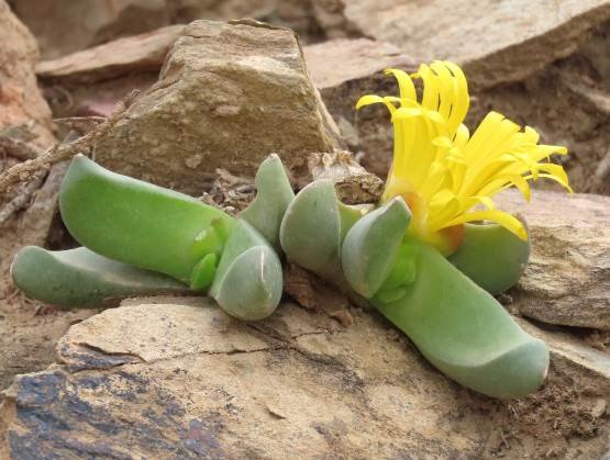 Glottiphyllum suave