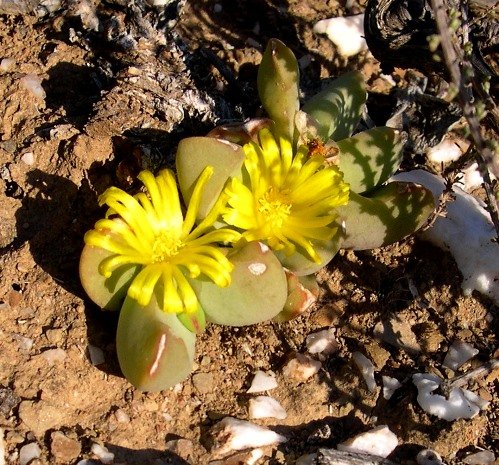 Glottiphyllum suave flowers