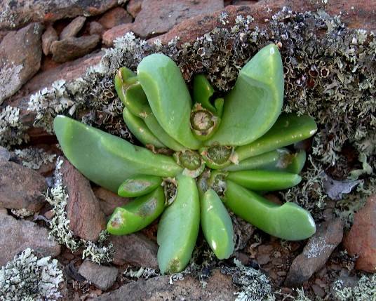 Glottiphyllum suave leaves