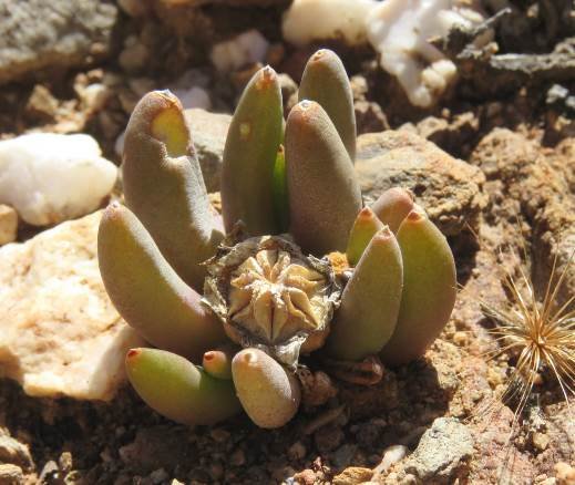 Glottiphyllum surrectum