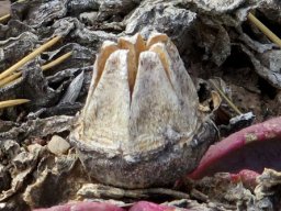Glottiphyllum carnosum old fruit capsule