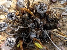 Glottiphyllum carnosum triumph in a dying breath?