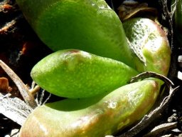 Glottiphyllum depressum, a young plant