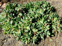 Glottiphyllum linguiforme clumping