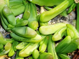 Glottiphyllum nelii leaves