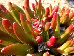 Glottiphyllum regium leaves