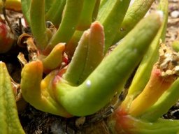 Glottiphyllum regium leaves