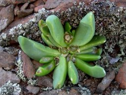 Glottiphyllum suave leaves