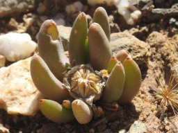 Glottiphyllum surrectum