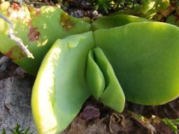 Glottiphyllum linguiforme