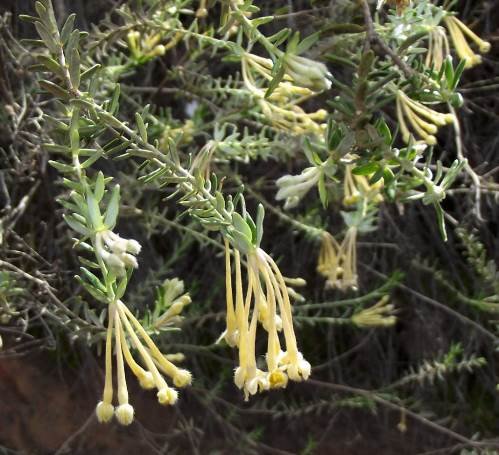 Gnidia francisci