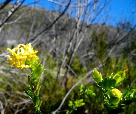 Gnidia oppositifolia