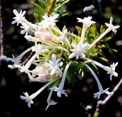 Gnidia pinifolia hairy calyx tubes