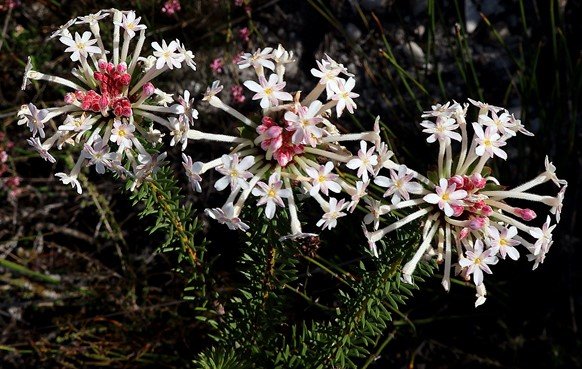 Gnidia pinifolia, the other bud colour