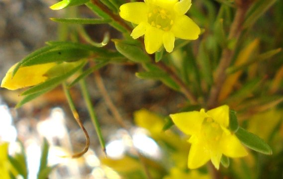Gnidia simplex leaves