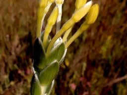 Gnidia