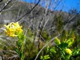 Gnidia oppositifolia