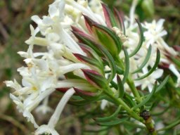 Gnidia pinifolia side on view