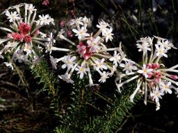 Gnidia pinifolia, the other bud colour