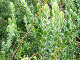 Gnidia tenella