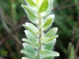 Gnidia tenella stem-tip leaves