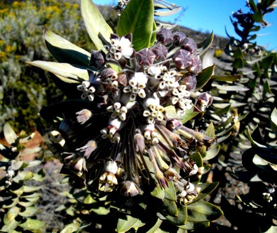 Gomphocarpus cancellatus old flowers falling