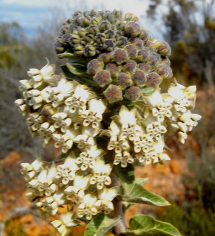 Gomphocarpus cancellatus buds in two developmental stages