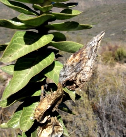 Gomphocarpus cancellatus fruit remains