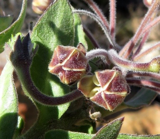 Gomphocarpus cancellatus buds near opening