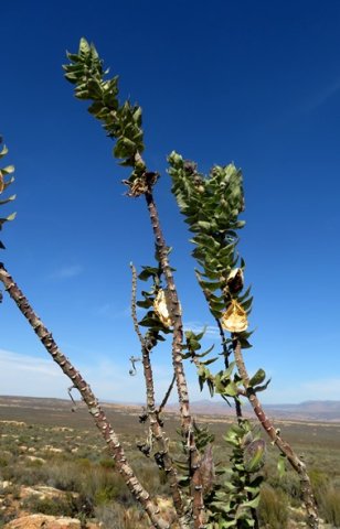Gomphocarpus cancellatus few tall branches