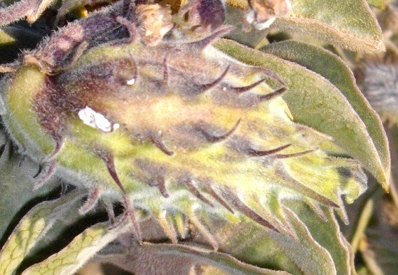 Gomphocarpus cancellatus fruit