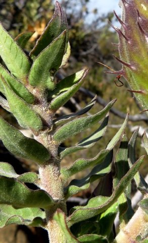 Gomphocarpus cancellatus leaves