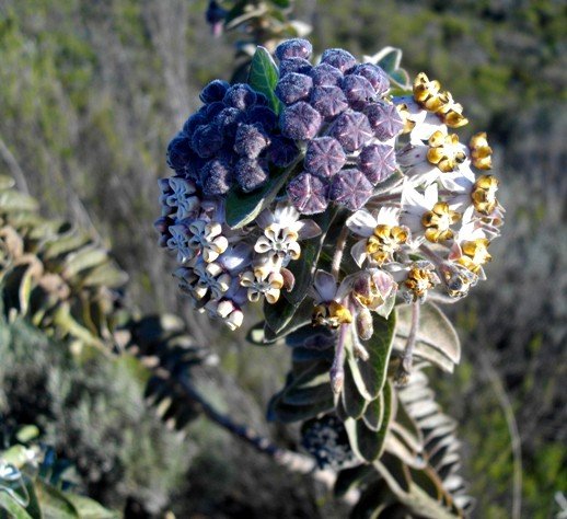 Gomphocarpus cancellatus flower clusters at different stages