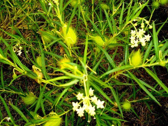 Gomphocarpus fruticosus