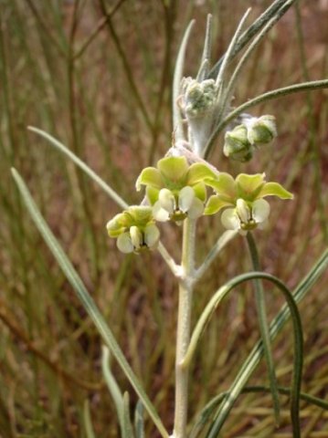 Gomphocarpus tomentosus