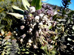 Gomphocarpus cancellatus old flowers falling