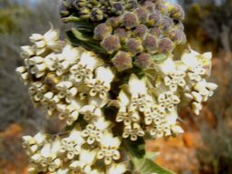 Gomphocarpus cancellatus buds in two developmental stages