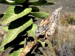 Gomphocarpus cancellatus fruit remains