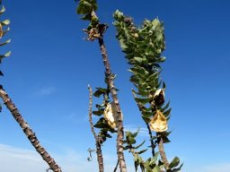 Gomphocarpus cancellatus few tall branches