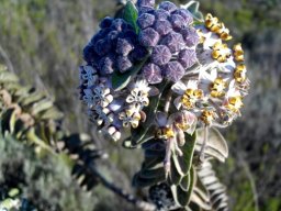 Gomphocarpus cancellatus flower clusters at different stages