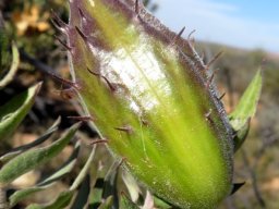 Gomphocarpus cancellatus green fruit