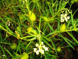 Gomphocarpus fruticosus