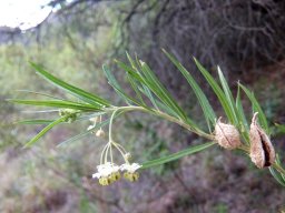 Gomphocarpus fruticosus being industrious