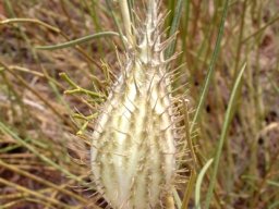 Gomphocarpus tomentosus