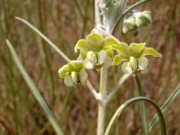 Gomphocarpus tomentosus