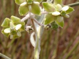 Gomphocarpus tomentosus