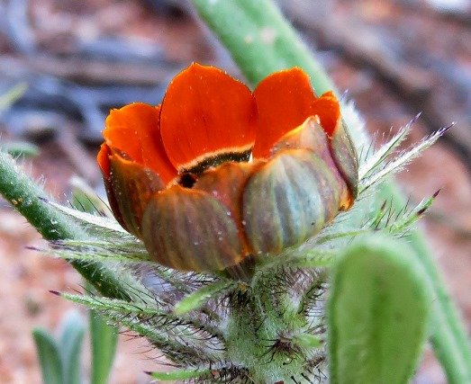 Gorteria diffusa subsp. calendulacea oblique view